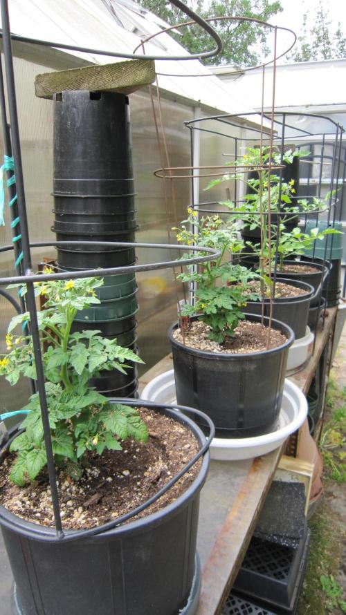 Runtz Mintz Cream by SnowShoe Joe. Week 18 - Put the Cherry Tomato's where my wife can reach them.
