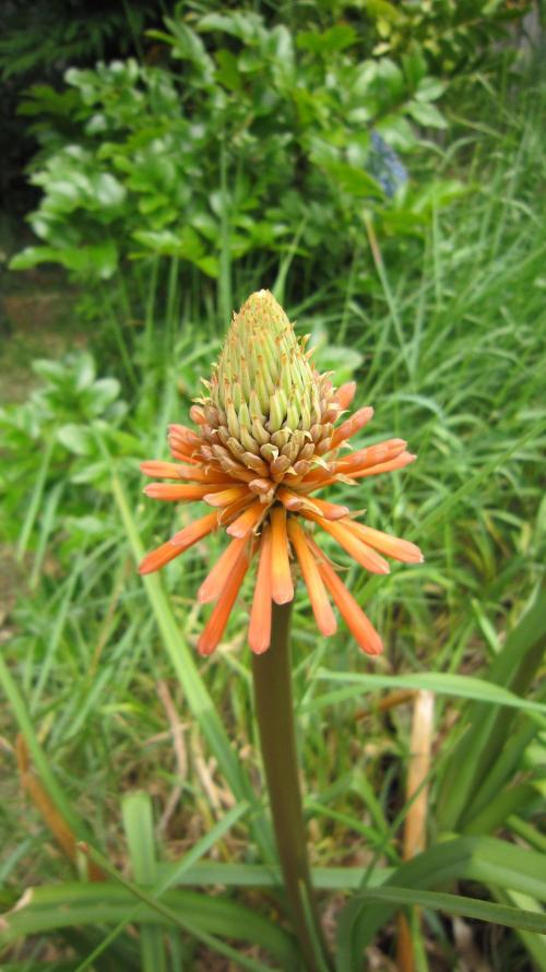 Runtz Mintz Cream by SnowShoe Joe. Week 18 - Red Hot Poker Season.