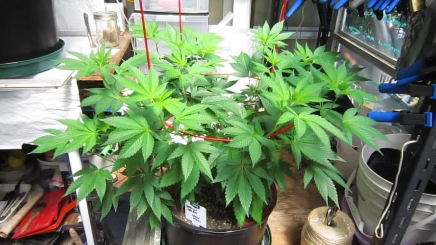 Gorilla Gelato - Ganja Seeds