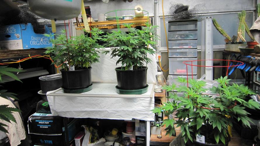 Gorilla Gelato - Ganja Seeds. Week 10 - At the north end of the greenhouse. Gorilla Gelato is on the right.
