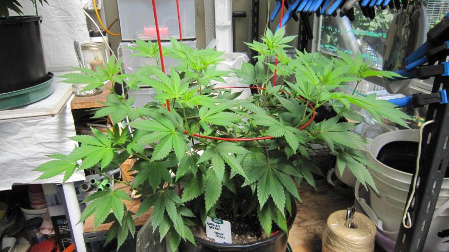 Gorilla Gelato - Ganja Seeds. Week 10 - Gorilla Gelato - GG - 