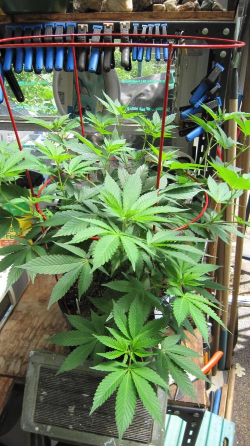 Gorilla Gelato - Ganja Seeds. Week 10 - GG