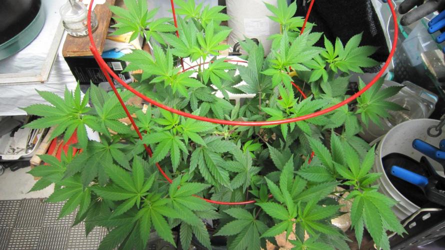 Gorilla Gelato - Ganja Seeds. Week 10 - GG