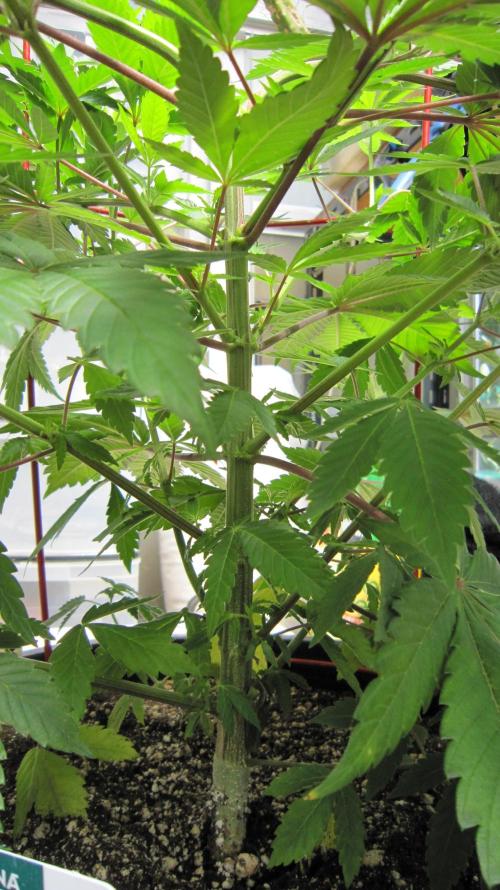 Gorilla Gelato - Ganja Seeds. Week 10 - GG Interior