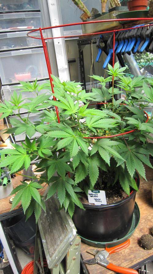 Gorilla Gelato - Ganja Seeds. Week 10 - GG