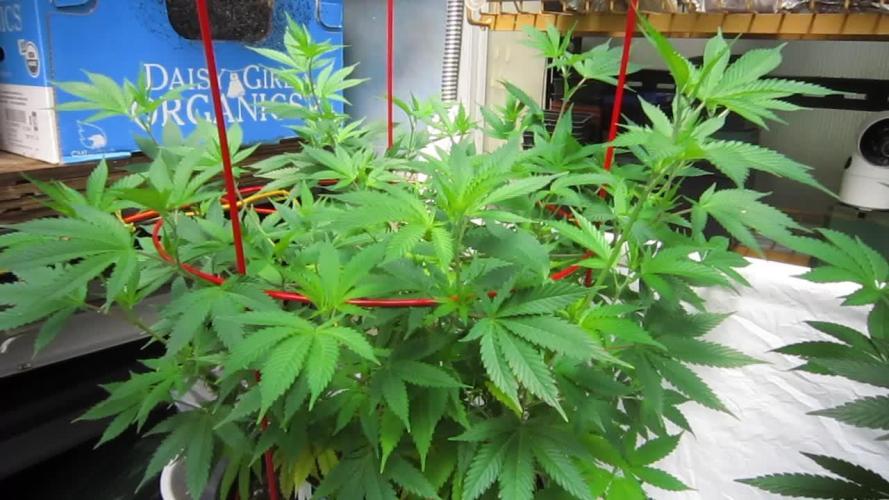 M.A.C.-Sensible Seeds-Premium Selection