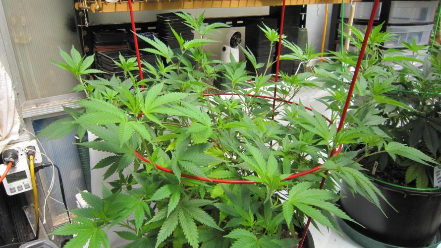 M.A.C.-Sensible Seeds-Premium Selection. Week 11 - M.A,C.