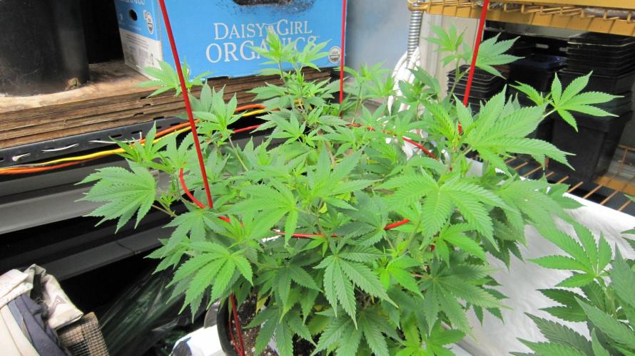 M.A.C.-Sensible Seeds-Premium Selection. Week 11 - M.A.C.