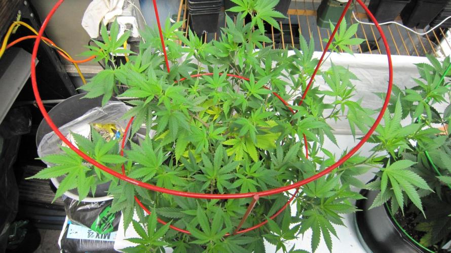M.A.C.-Sensible Seeds-Premium Selection. Week 11 - M.A.C.