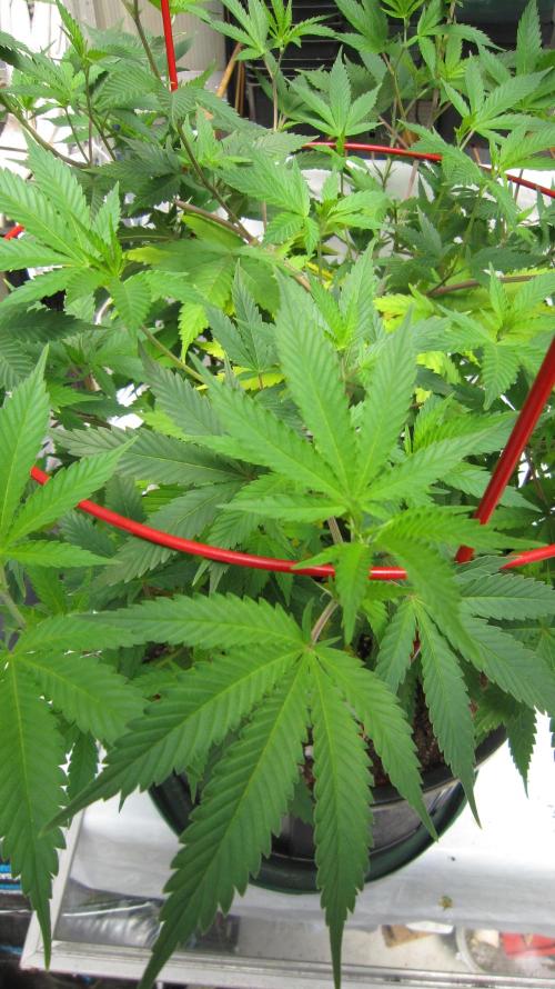 M.A.C.-Sensible Seeds-Premium Selection. Week 11 - M.A.C.