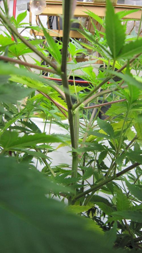M.A.C.-Sensible Seeds-Premium Selection. Week 11 - M.A.C.