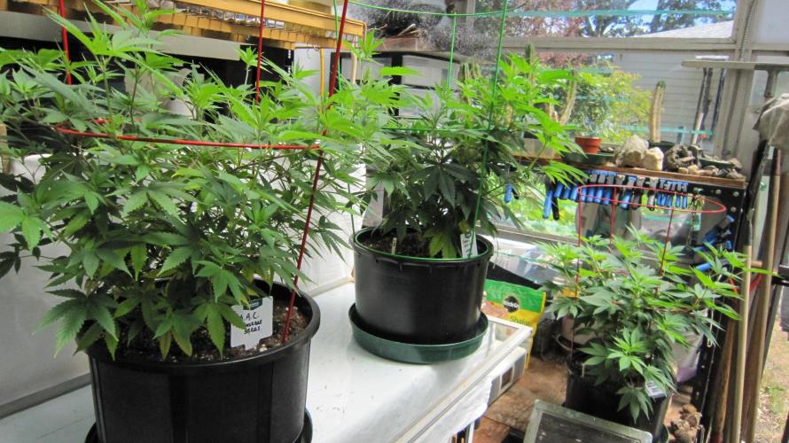 M.A.C.-Sensible Seeds-Premium Selection. Week 11 - M.A.C. is on the left.