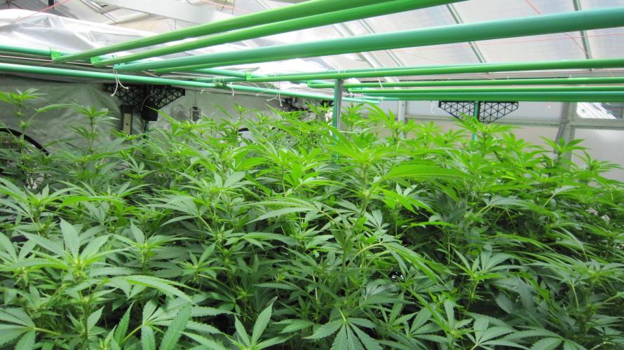 Runtz Mintz Cream by SnowShoe Joe. Week 19 - Facing Northeast