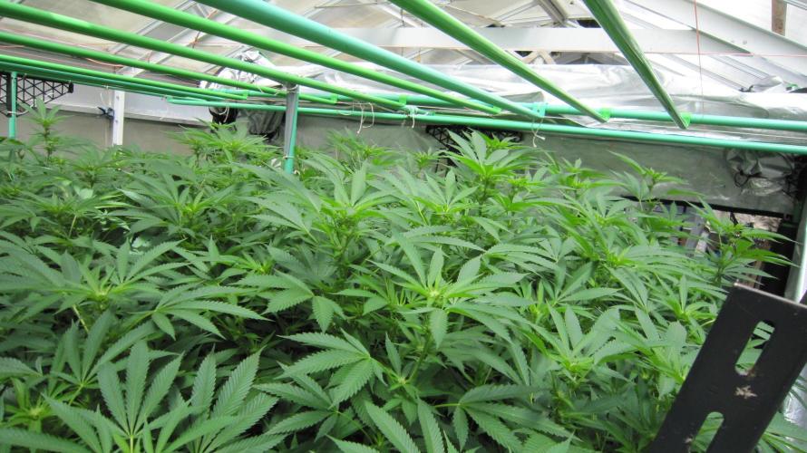 Runtz Mintz Cream by SnowShoe Joe. Week 19 - Facing Northwest