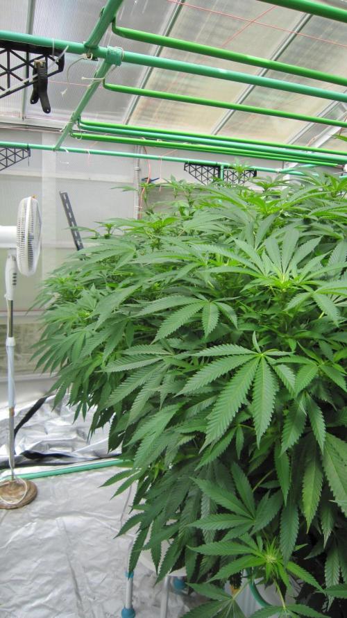 Runtz Mintz Cream by SnowShoe Joe. Week 19 - Crowded Front edge.