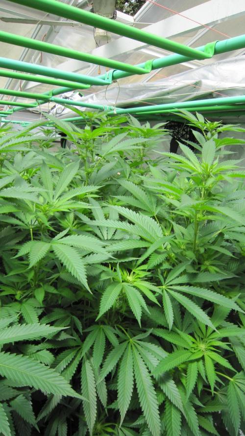 Runtz Mintz Cream by SnowShoe Joe. Week 19 - Plant #1