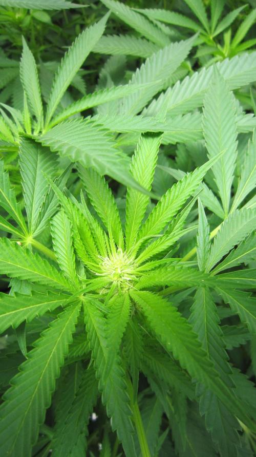 Runtz Mintz Cream by SnowShoe Joe. Week 19 - Plant #2