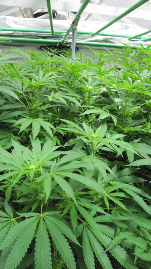 Runtz Mintz Cream by SnowShoe Joe. Week 19 - Plant #3