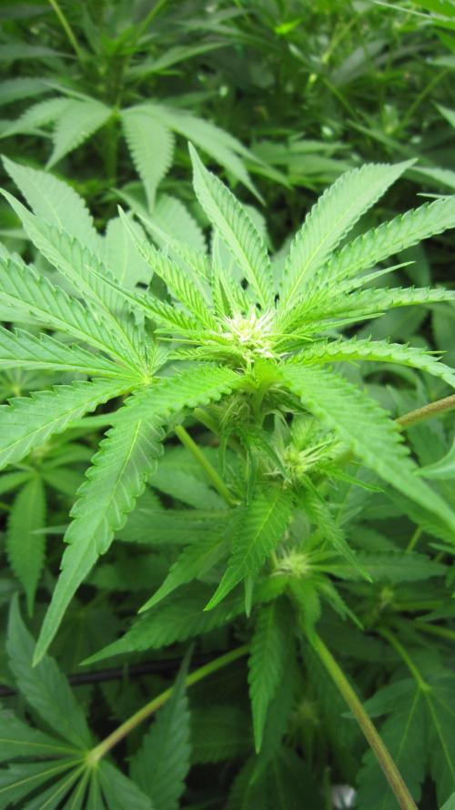 Runtz Mintz Cream by SnowShoe Joe. Week 19 - Plant #3