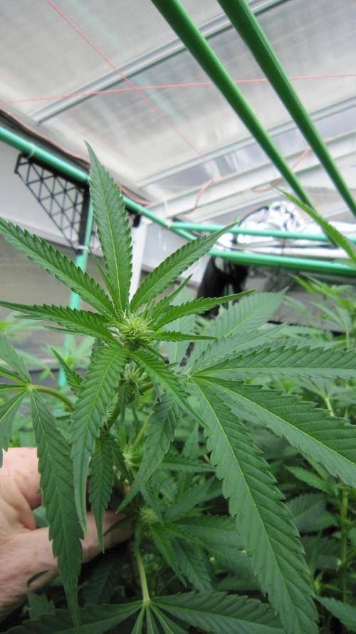 Runtz Mintz Cream by SnowShoe Joe. Week 19 - Plant #4