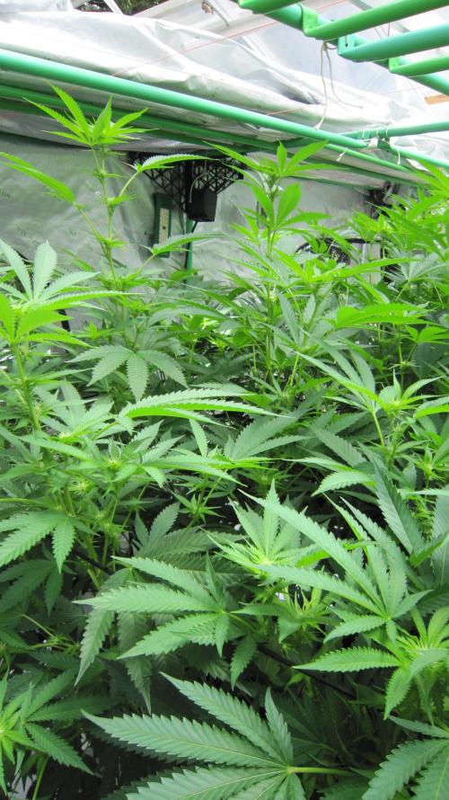 Runtz Mintz Cream by SnowShoe Joe. Week 19 - Plant #5