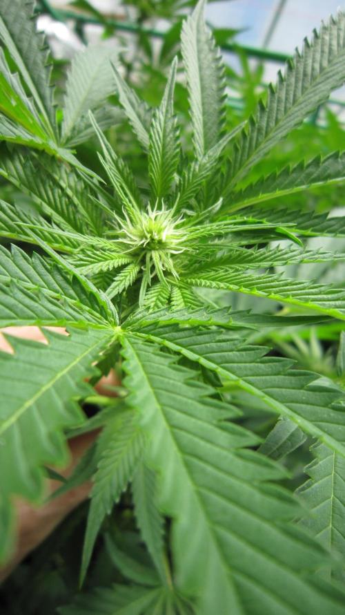 Runtz Mintz Cream by SnowShoe Joe. Week 19 - Plant #5