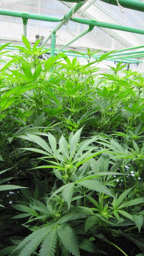 Runtz Mintz Cream by SnowShoe Joe. Week 19 - Plant #6