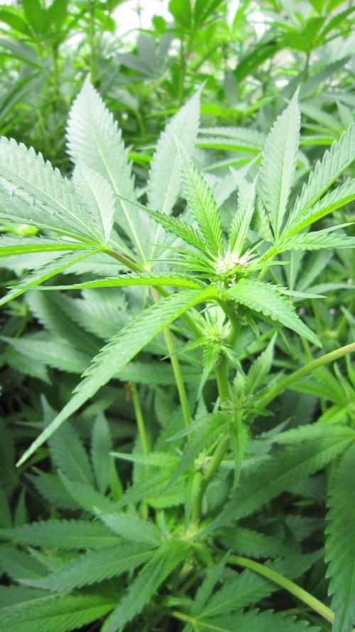 Runtz Mintz Cream by SnowShoe Joe. Week 19 - Plant #6