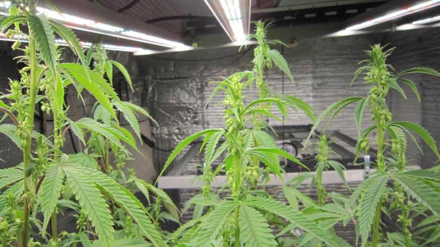 Runtz Mintz Cream by SnowShoe Joe. Week 19 - Male Plant #1