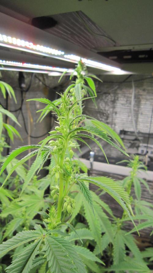 Runtz Mintz Cream by SnowShoe Joe. Week 19 - Male #1