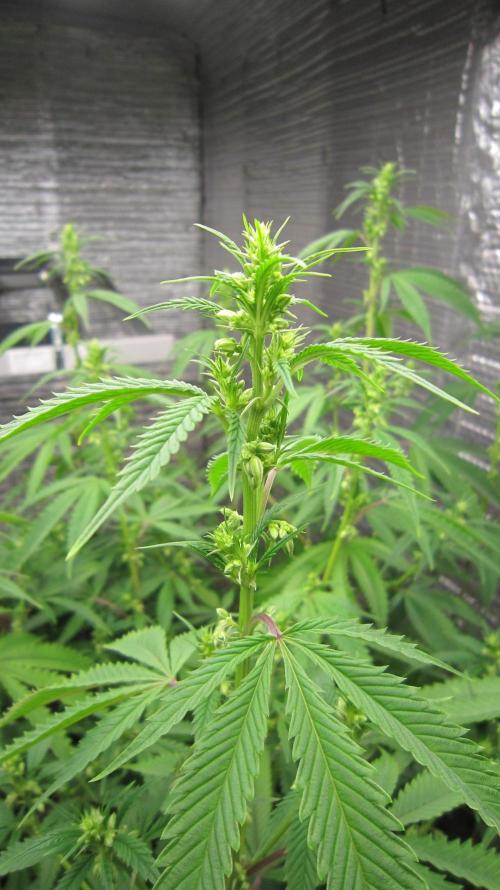 Runtz Mintz Cream by SnowShoe Joe. Week 19 - Male #14