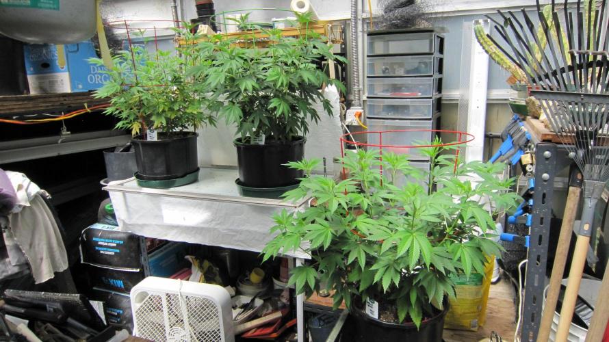 Gorilla Gelato - Ganja Seeds. Week 11 - In the North end of the greenhouse. We are on the right.