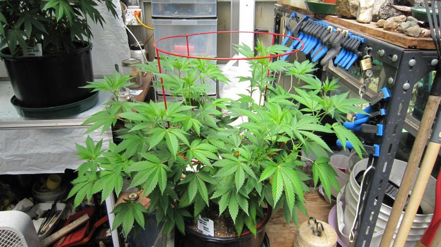 Gorilla Gelato - Ganja Seeds. Week 11 - Gorilla Gelato - GG