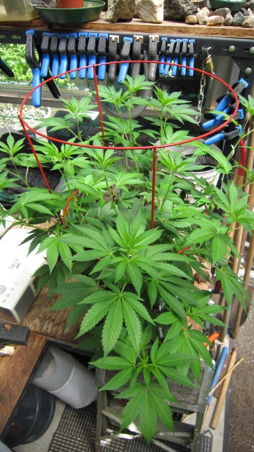 Gorilla Gelato - Ganja Seeds. Week 11 - GG