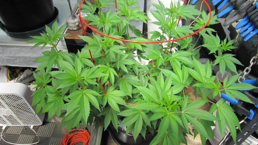 Gorilla Gelato - Ganja Seeds. Week 11 - GG
