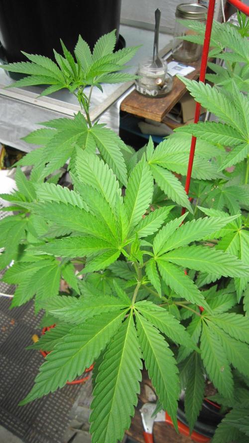 Gorilla Gelato - Ganja Seeds. Week 11 - GG