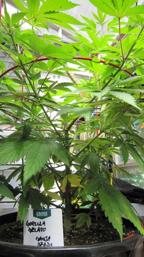 Gorilla Gelato - Ganja Seeds. Week 11 - GG