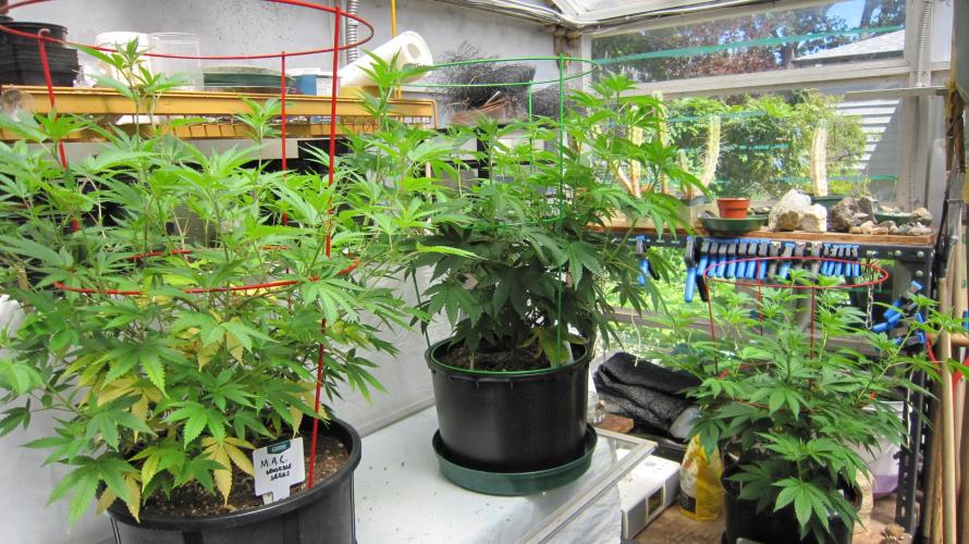 M.A.C.-Sensible Seeds-Premium Selection. Week 12 - M.A.C. is on the left