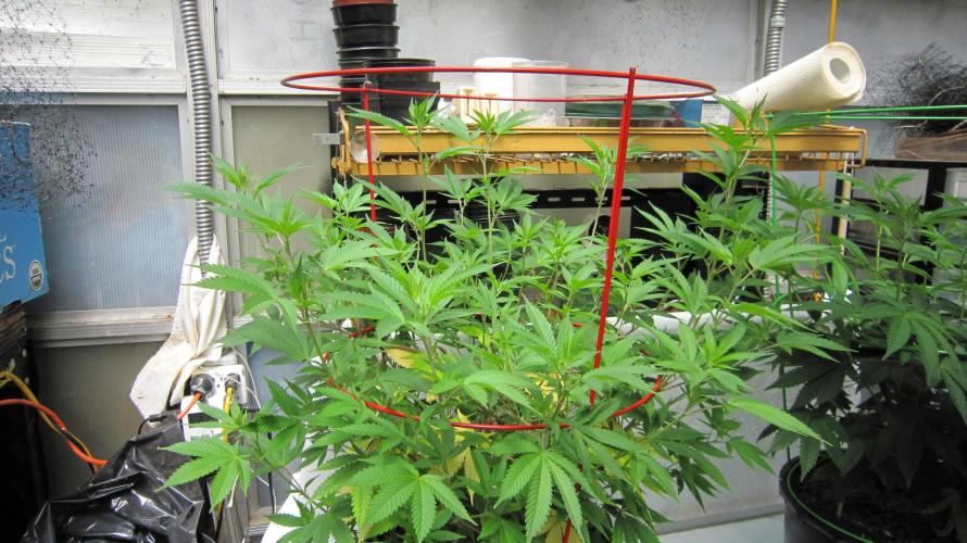 M.A.C.-Sensible Seeds-Premium Selection. Week 12 - M.A.C.