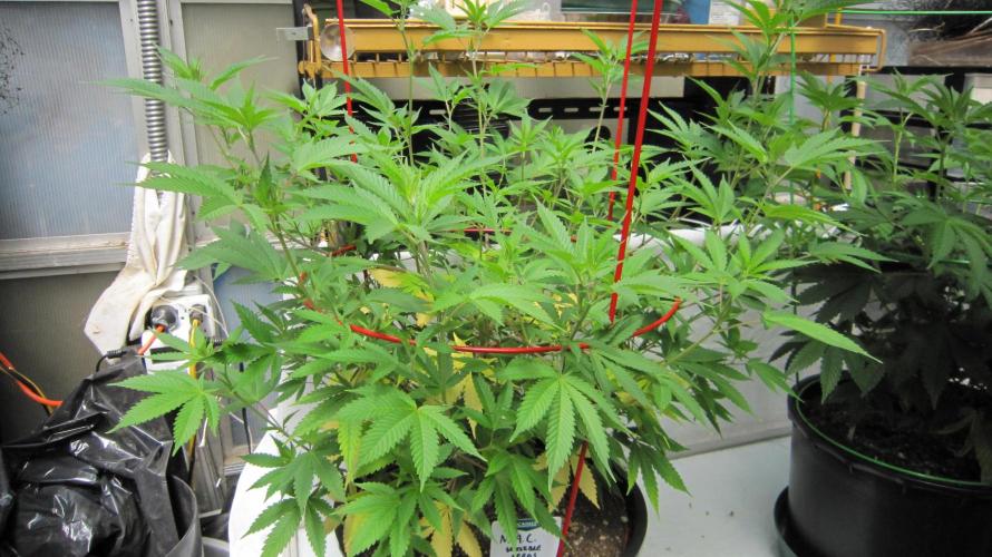 M.A.C.-Sensible Seeds-Premium Selection. Week 12 - M.A.C. I've got some yellow leaves...