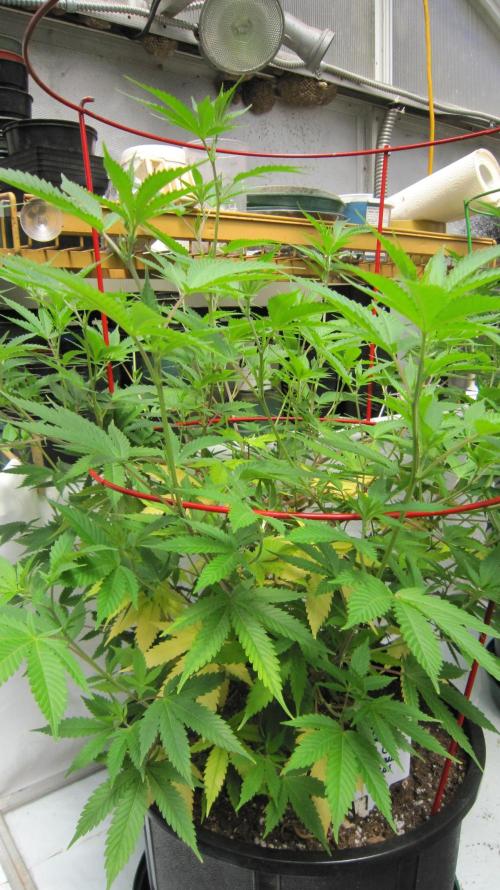 M.A.C.-Sensible Seeds-Premium Selection. Week 12 - M.A.C. I've been watering with rainwater.