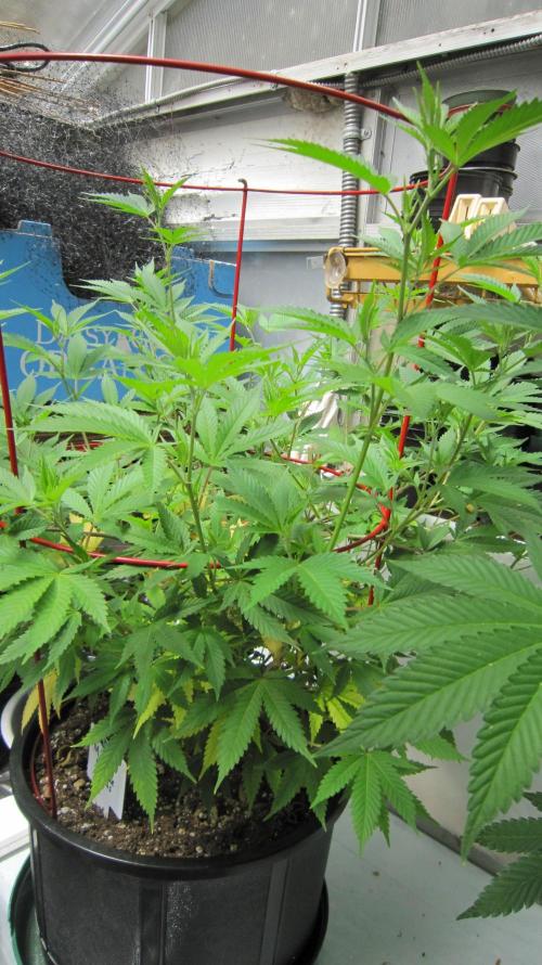 M.A.C.-Sensible Seeds-Premium Selection. Week 12 - M.A.C. It's got a ph of 6.8