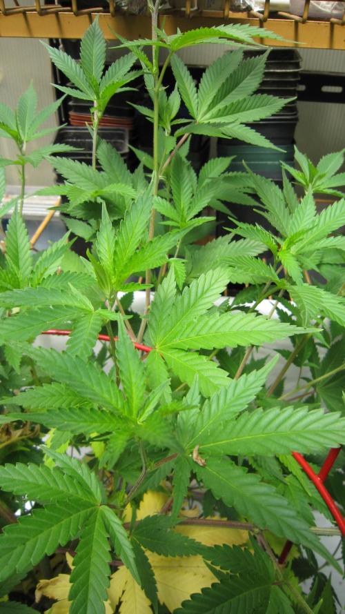M.A.C.-Sensible Seeds-Premium Selection. Week 12 - M.A.C. I'll try some 5.8 ph adjusted water to see if the yellow goes away.