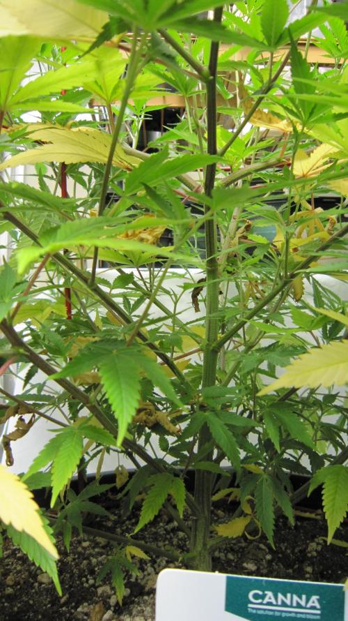 M.A.C.-Sensible Seeds-Premium Selection. Week 12 - M.A.C. It's doing good other than that.