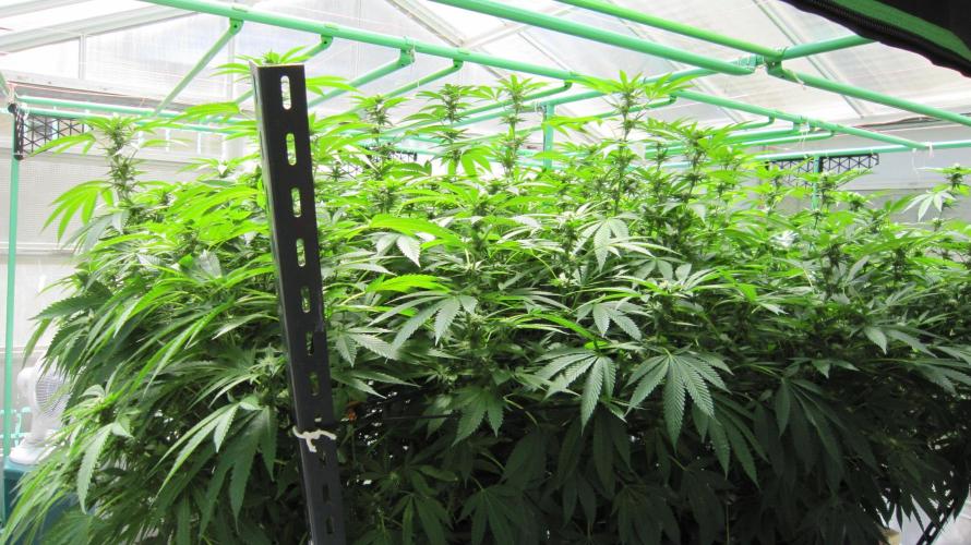 Runtz Mintz Cream by SnowShoe Joe. Week 20 - Runtz Mintz Cream - 6 Plants. Facing Southwest