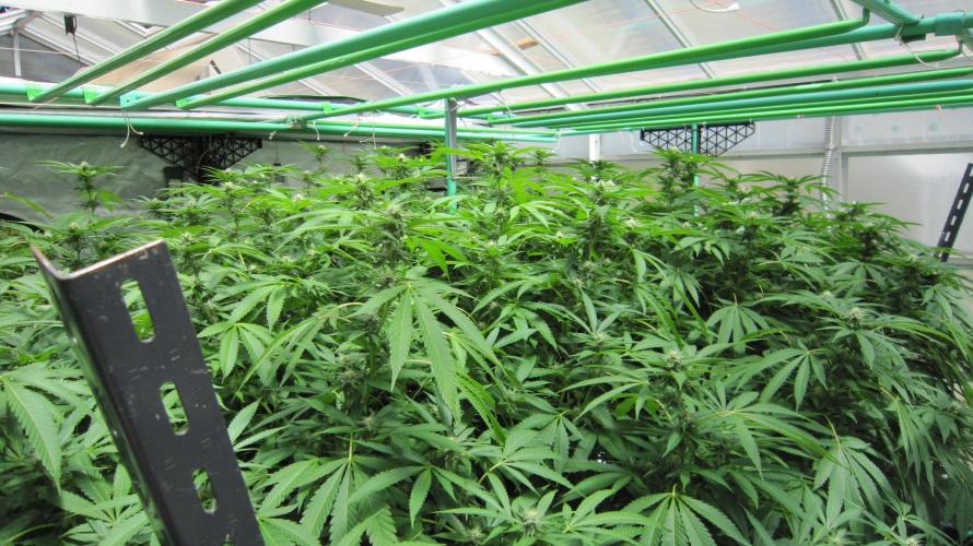 Runtz Mintz Cream by SnowShoe Joe. Week 20 - Facing Northeast