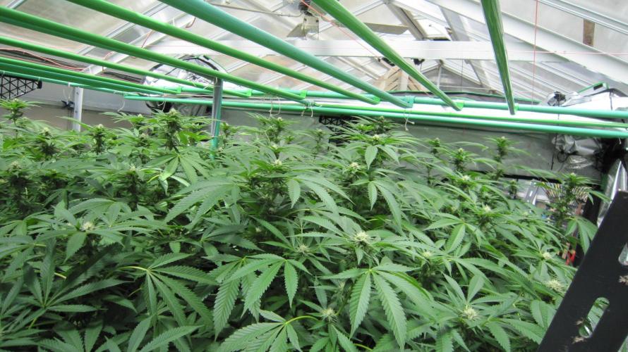 Runtz Mintz Cream by SnowShoe Joe. Week 20 - Facing Northwest