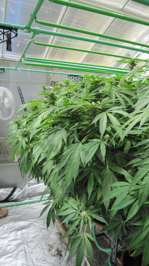 Runtz Mintz Cream by SnowShoe Joe. Week 20 - South Edge - 3 plants share the south edge.
