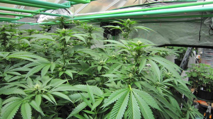 Runtz Mintz Cream by SnowShoe Joe. Week 20 - Plant #1