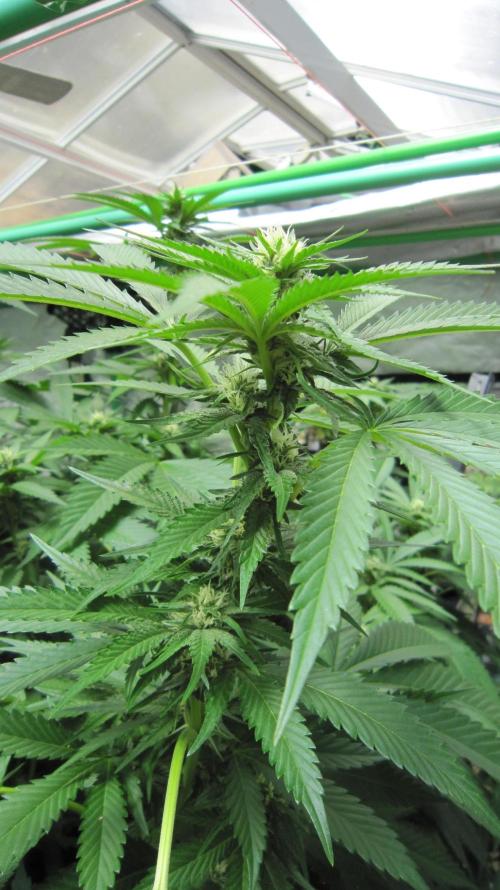 Runtz Mintz Cream by SnowShoe Joe. Week 20 - Plant #1